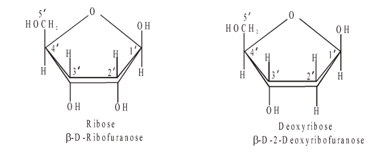 Structures of Nucleotides